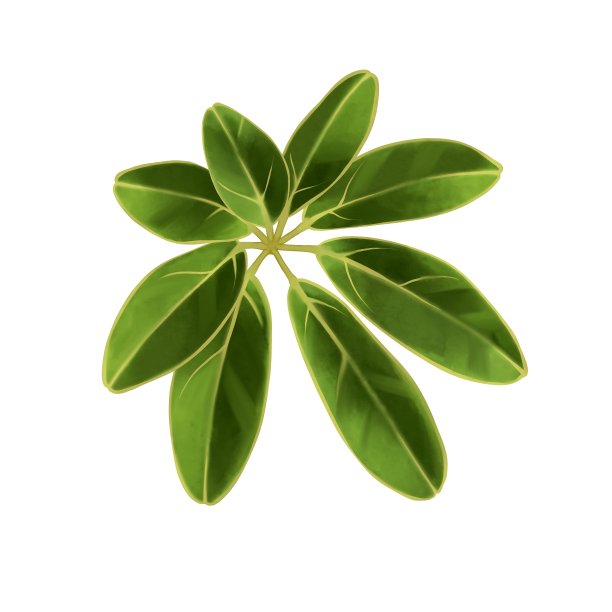 逼真的植物叶子图片下载