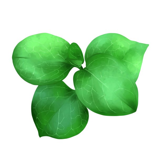 逼真的植物叶子图片下载