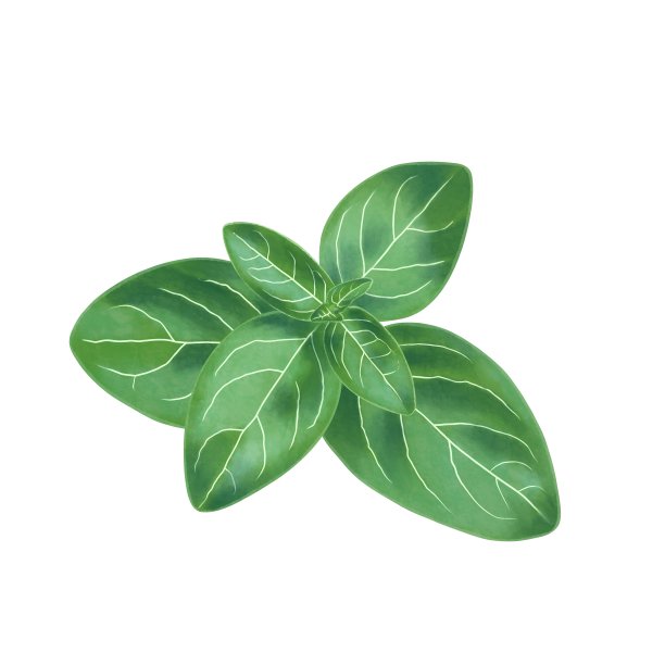 逼真的植物叶子图片下载