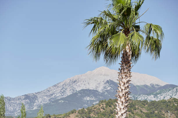 热带棕榈树和山景。副本的空间。夏天天堂环境图片下载