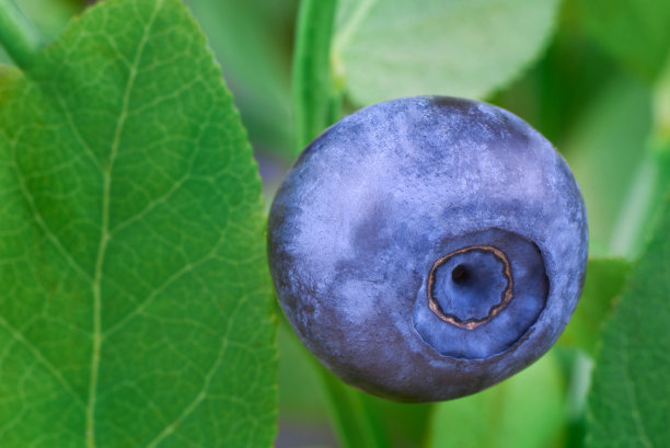 自然界中生长在灌木丛中的成熟蓝莓。图片下载