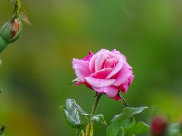 粉红色的玫瑰开花了图片下载