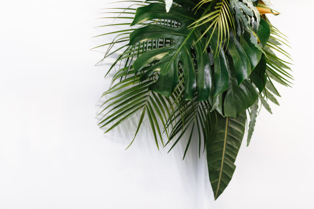 异国情调的自然风格的照片，丛林组成。绿色的棕叶，巨叶和楤木叶孤立在白色的桌子背景上。热带夏日度假，度假概念。前视图。花的框架图片下载
