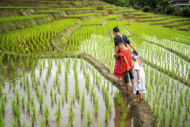 山族的孩子们在美丽的稻田里散步。班班邦有泰国最美丽的梯田。图片下载