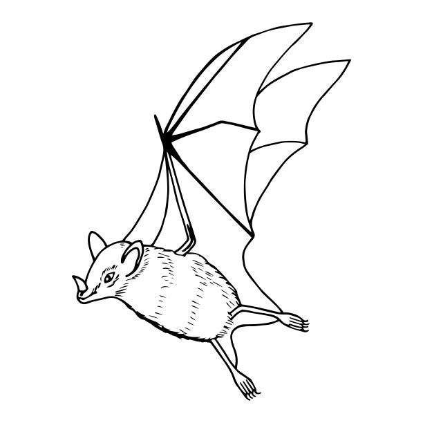 蝙蝠。矢量股票插图eps10。图片下载