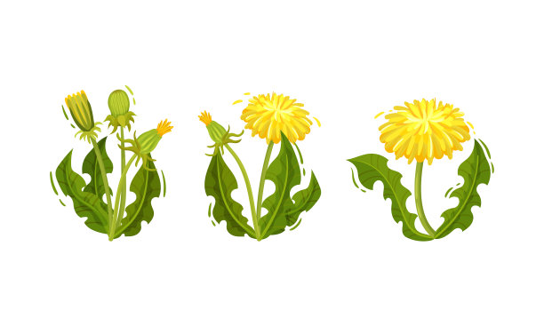 蒲公英开花植物，头状花序为黄色图片下载