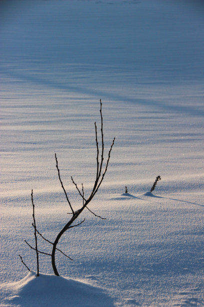 黄昏的雪地和冬天的树林图片下载