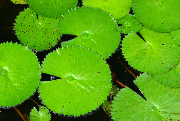 埃及荷叶在池塘上-萨卢姆三角洲国家公园-法萨拉保护区，法蒂克，塞内加尔图片下载