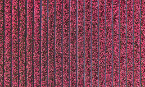 天空中的郁金香图片下载