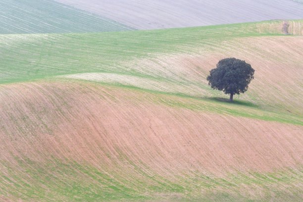 农田上孤立的树木图片下载