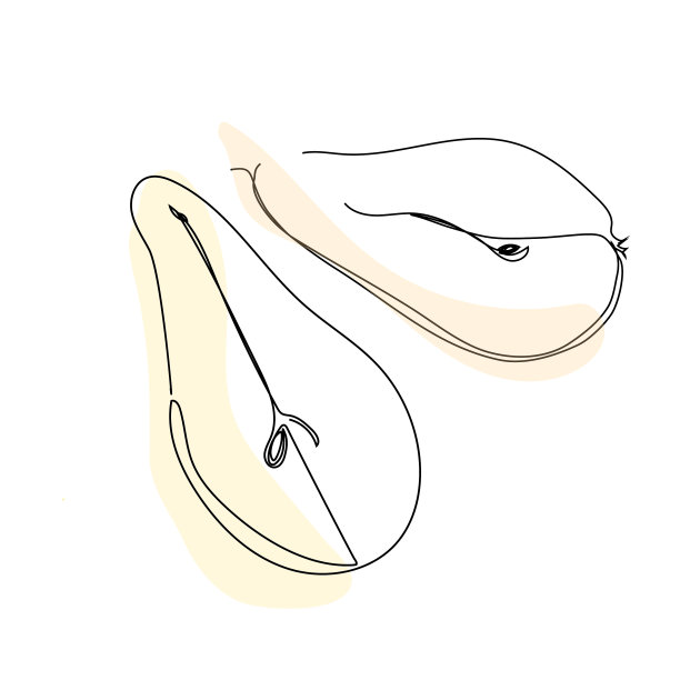 连续画梨半果线图片下载