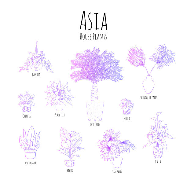 紫色梯度集盆栽亚洲室内植物图片下载