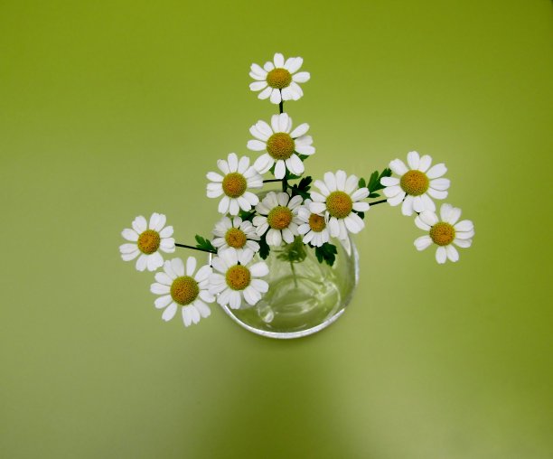 一束美丽的德国洋甘菊菊在玻璃花瓶上的绿色背景图片下载