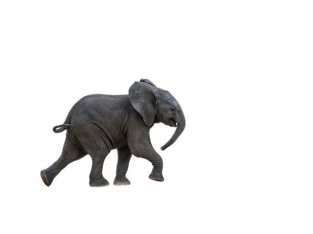 南非克鲁格国家公园的非洲丛林象图片下载