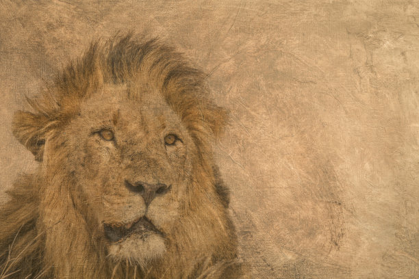 南非克鲁格国家公园里的非洲狮图片下载