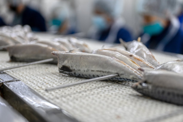 鲭鱼的尸体在传送带上图片下载