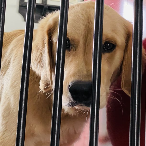 被监禁的小狗图片下载