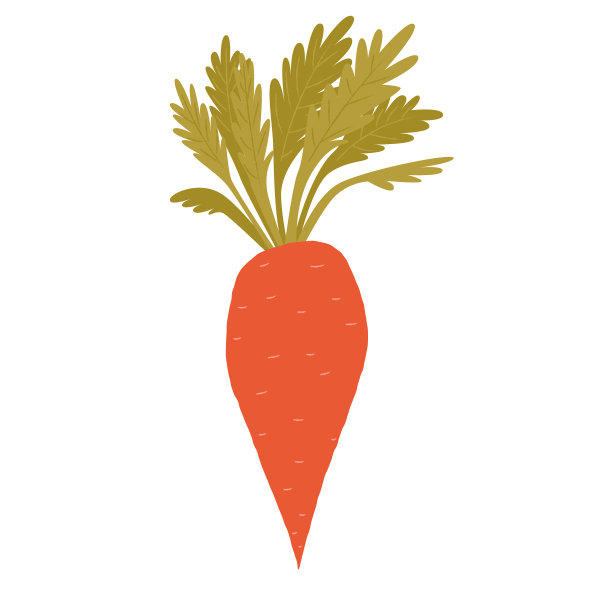 胡萝卜为扁平型有机食品图片下载