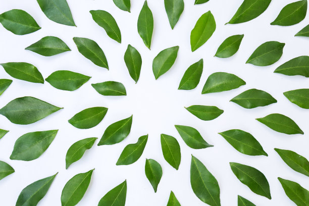 绿叶衬在白色的背景上。横幅平。热带植物绿叶春时节，环保理念。近距离摄影。图片下载