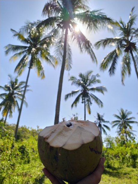 一种椰子树和椰子果图片下载