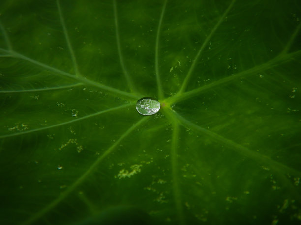 水滴在芋头叶子上，香芋植物图片下载