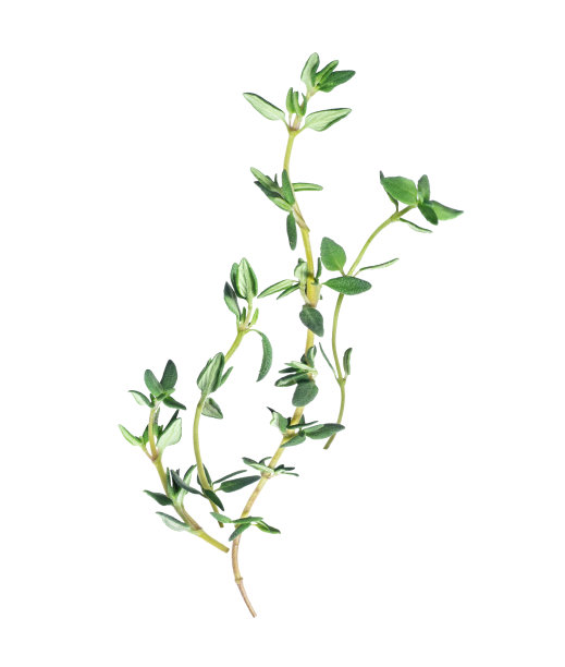 百里香茎紧密孤立在白色背景上图片下载