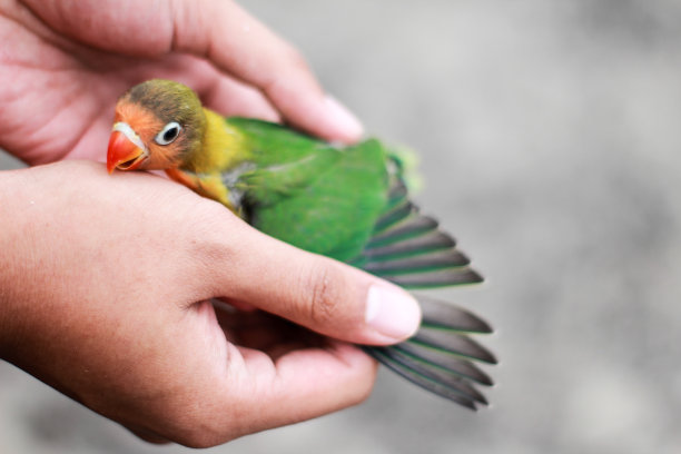 爱情鸟图片下载