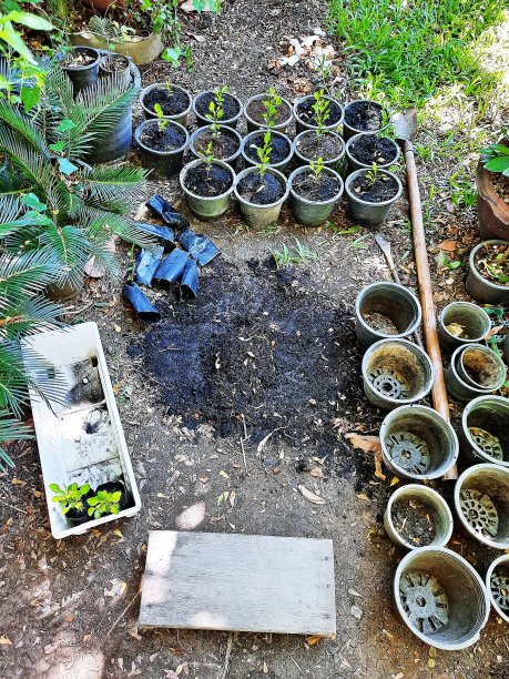 园艺和种植树木。图片下载