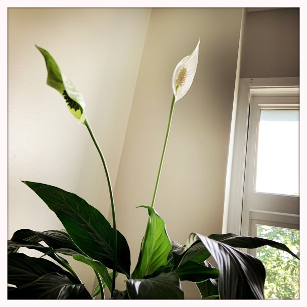 和平百合开花图片下载