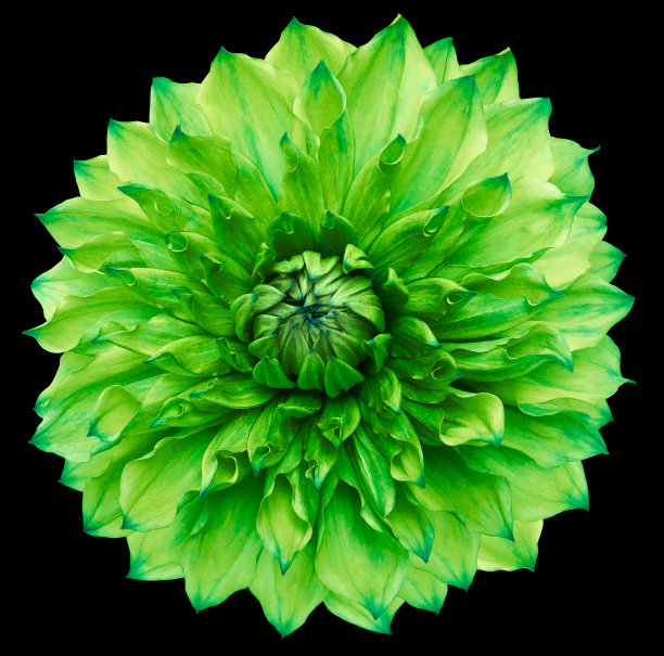 大丽花绿色的。孤立在黑色背景上的花。裁剪路径没有阴影。特写镜头。大自然。图片下载