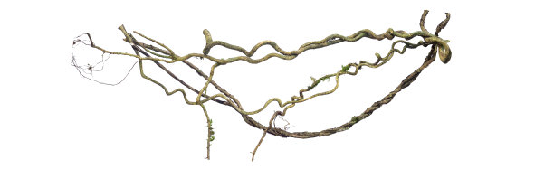 螺旋扭曲的丛林树枝，藤本植物孤立在白色背景，修剪路径包括。高清图像和大分辨率。可以用作墙纸吗图片下载