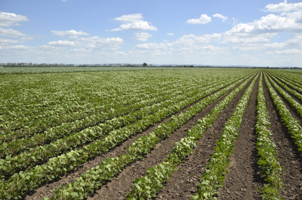 春光明媚，绿油油的大豆田图片下载