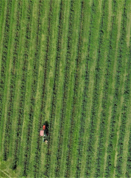 葡萄园图片下载