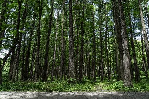 上海公园森林步道，中国图片下载