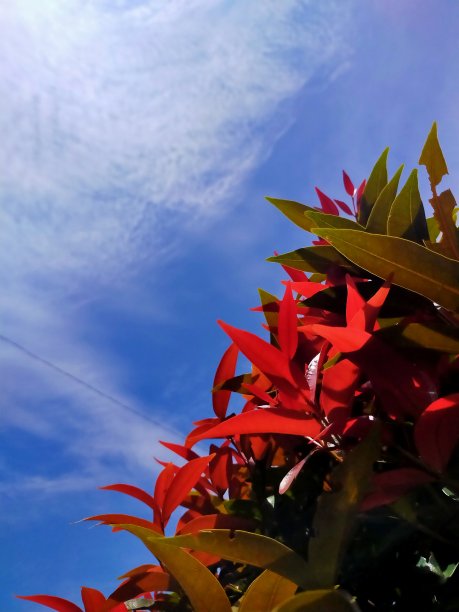 负空间的天空和植物图片下载