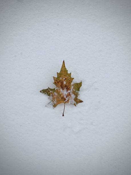 独自一人图片下载