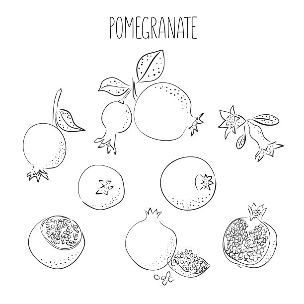 成熟的线条墨石榴和热带的叶子图片下载