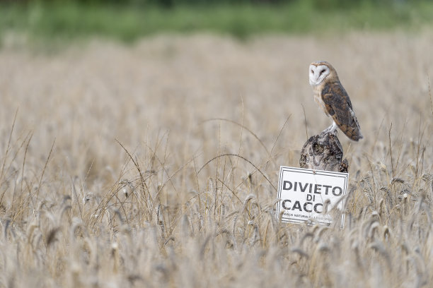 麦田里谷仓猫头鹰栖息在树干上的美术画像(Tyto alba)图片下载