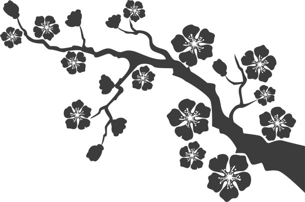 樱花开在白色的背景上图片下载