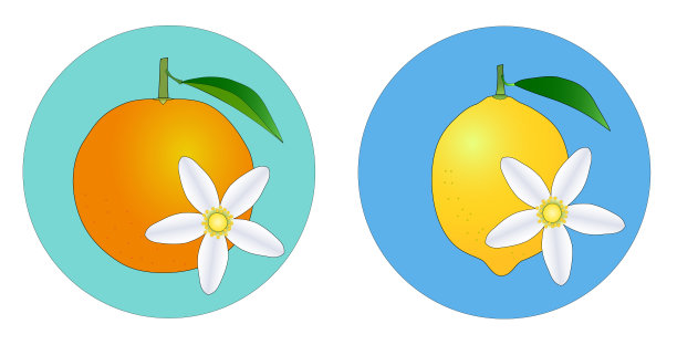 柑橘类水果，橙，柠檬，花的图标设置图片下载