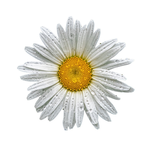 雨后的雏菊花孤立在白色背景上图片下载