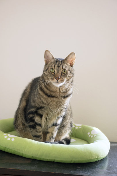大理石猫放松在舒适的绿色猫床白色爪印，美丽的石灰眼睛，严肃的表情图片下载
