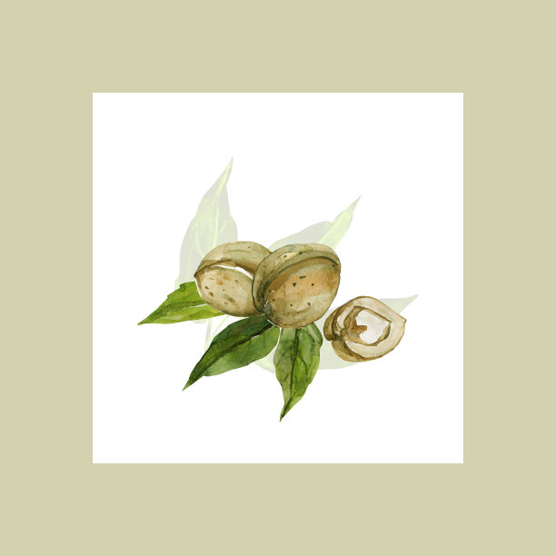 水彩核桃模式。我图片下载