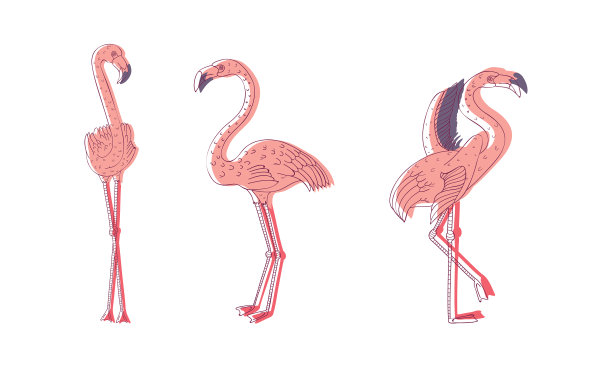 粉红色火烈鸟，脖子和腿长而弯曲图片下载