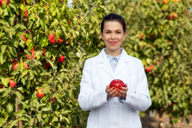 园艺，有机水果种植，夏秋收获图片下载