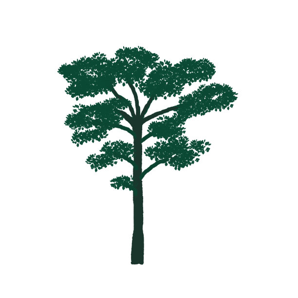 白色背景上的树。自然景观。背景。水彩。邀请函、明信片、横幅、海报。设计印刷。假日插图。设计元素图片下载