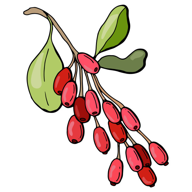 树枝上有蔓越莓图片下载