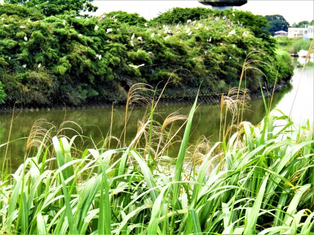 日本。6月。中川河，位于东京城郊。图片下载