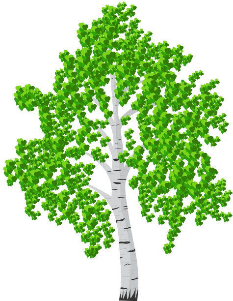 孤立在白色背景上的桦树图片下载