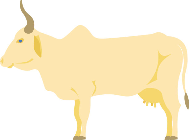 孤立在白色背景上的印度牛图片下载